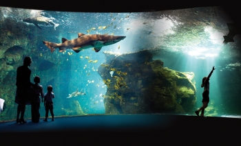 aquarium de la rochelle